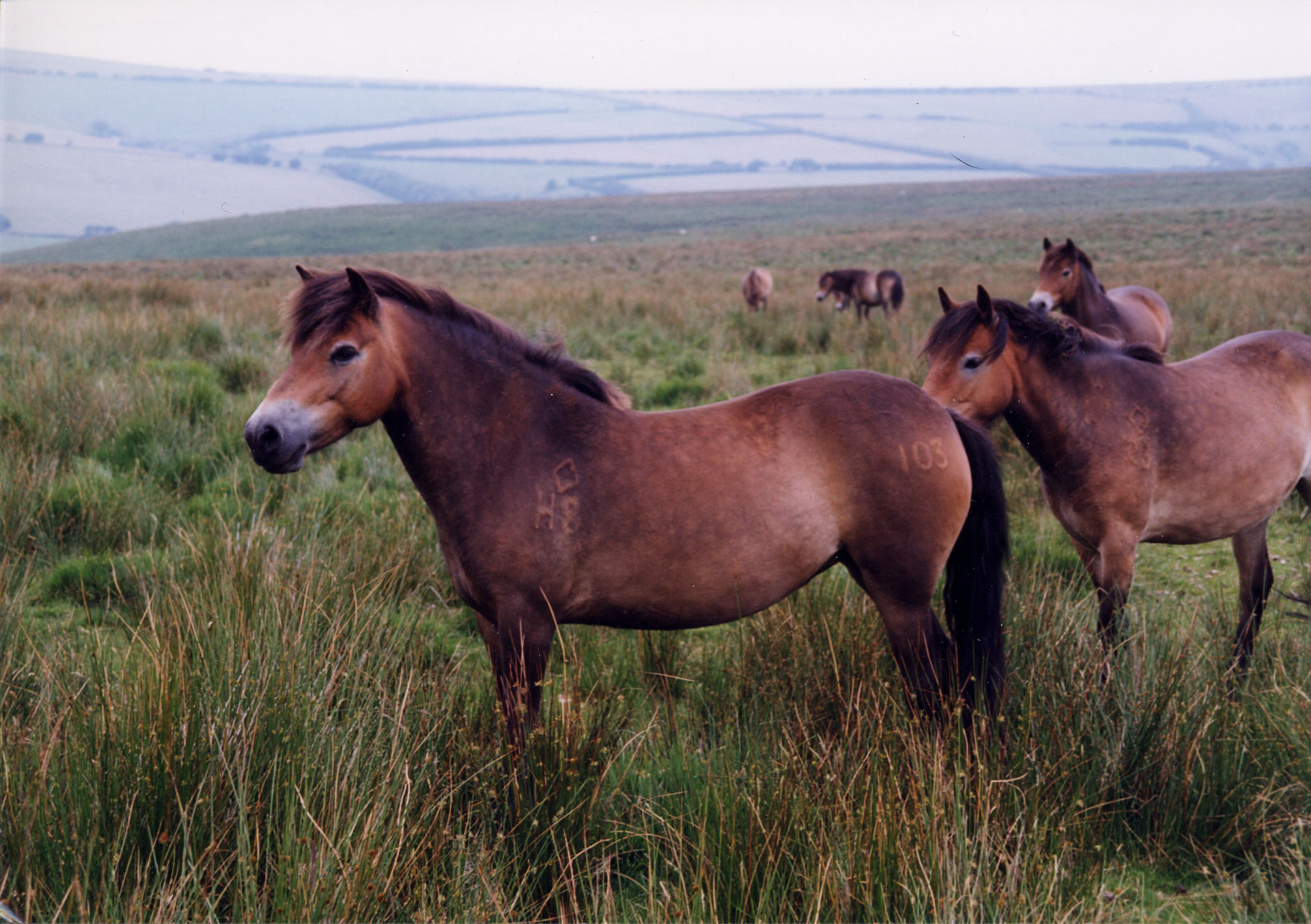 Exmoor Pony